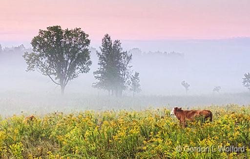 Misty Morning_25814.jpg - Photographed near Smiths Falls, Ontario, Canada.